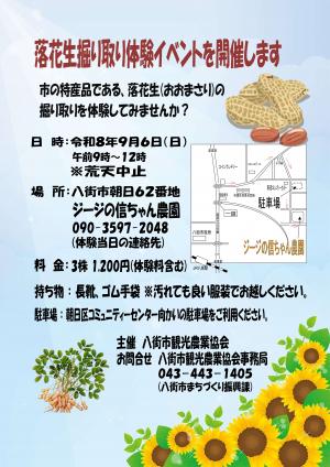 落花生掘り取り体験イベントチラシ