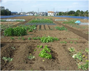 幸島農園の農園画像１