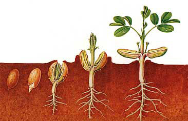 落花生の成長 千葉県八街市ホームページ