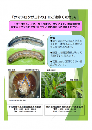 「ツマジロクサヨトウ」にご注意ください。