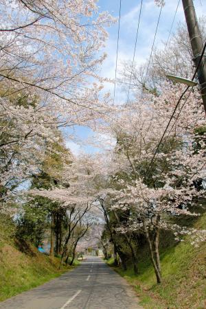 桜並木の画像