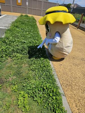 ピーちゃん息抜きに四葉のクローバーを探しています