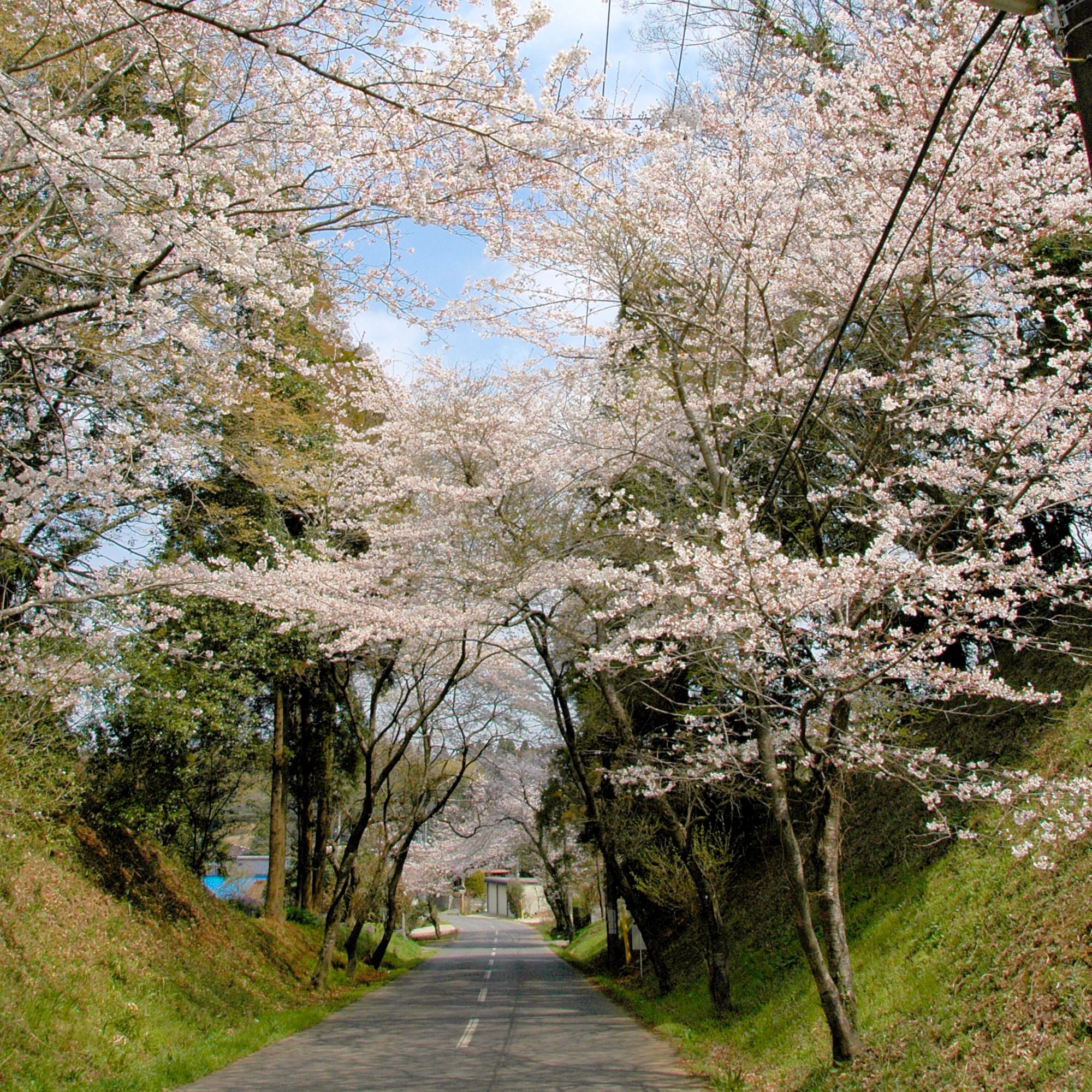 桜の道の様子