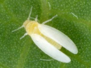 タバココナジラミ成虫（体長約0.8mm）