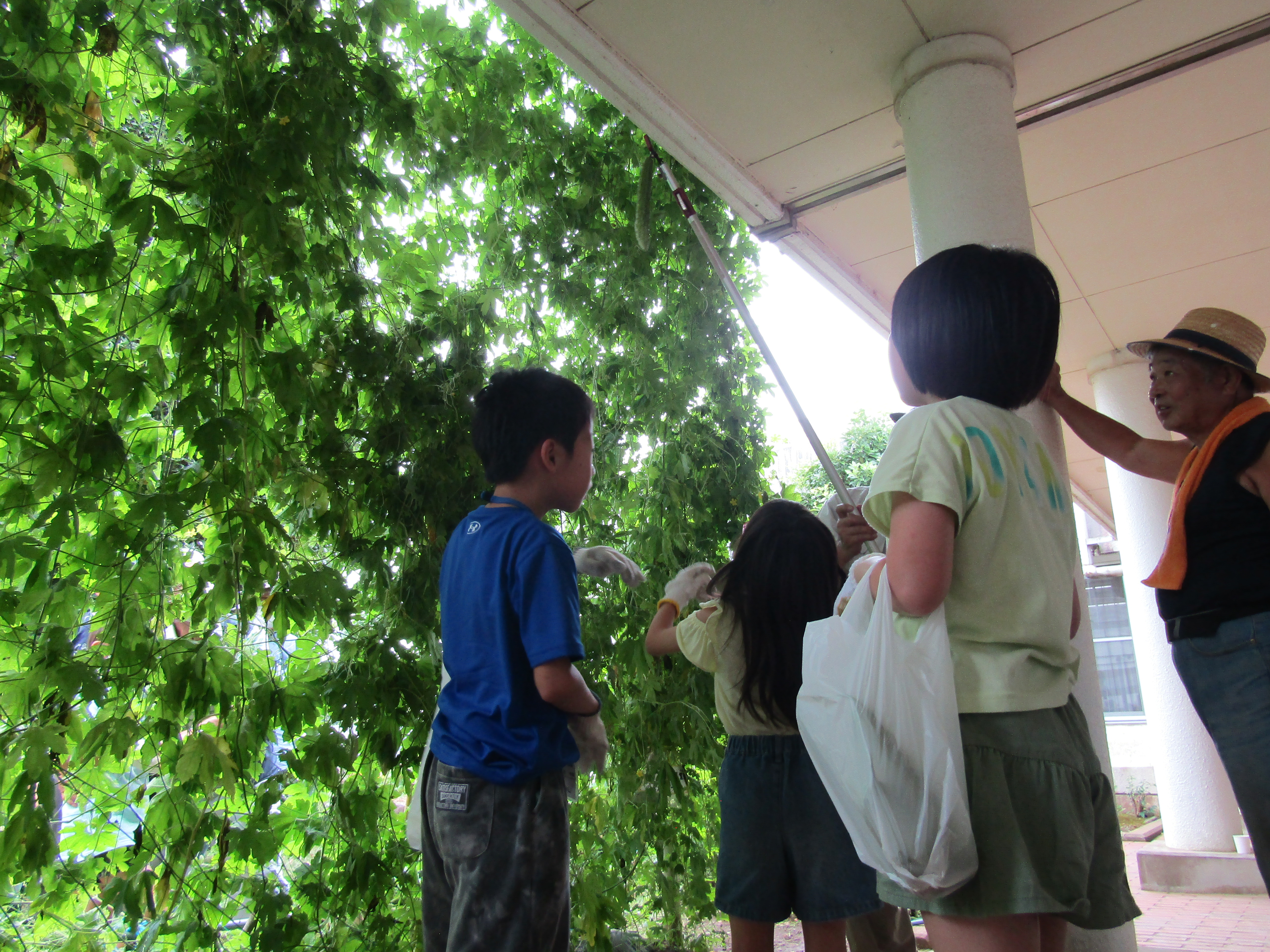 高枝切りばさみでゴーヤを収穫する子ども