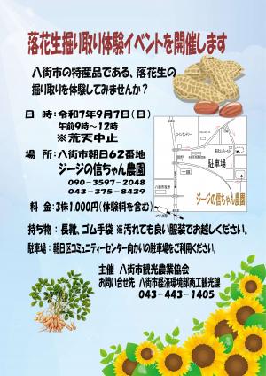  落花生掘り取り体験イベントチラシ