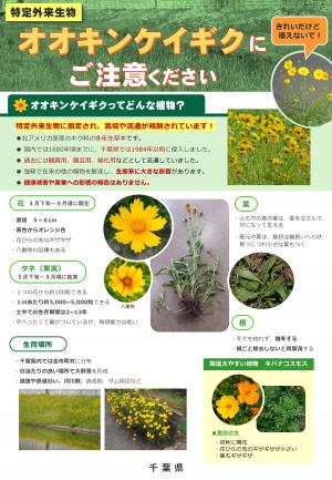 オオキンケイギク