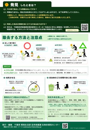 オオキンケイギク