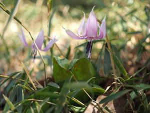 カタクリの花の写真