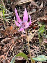 カタクリの花